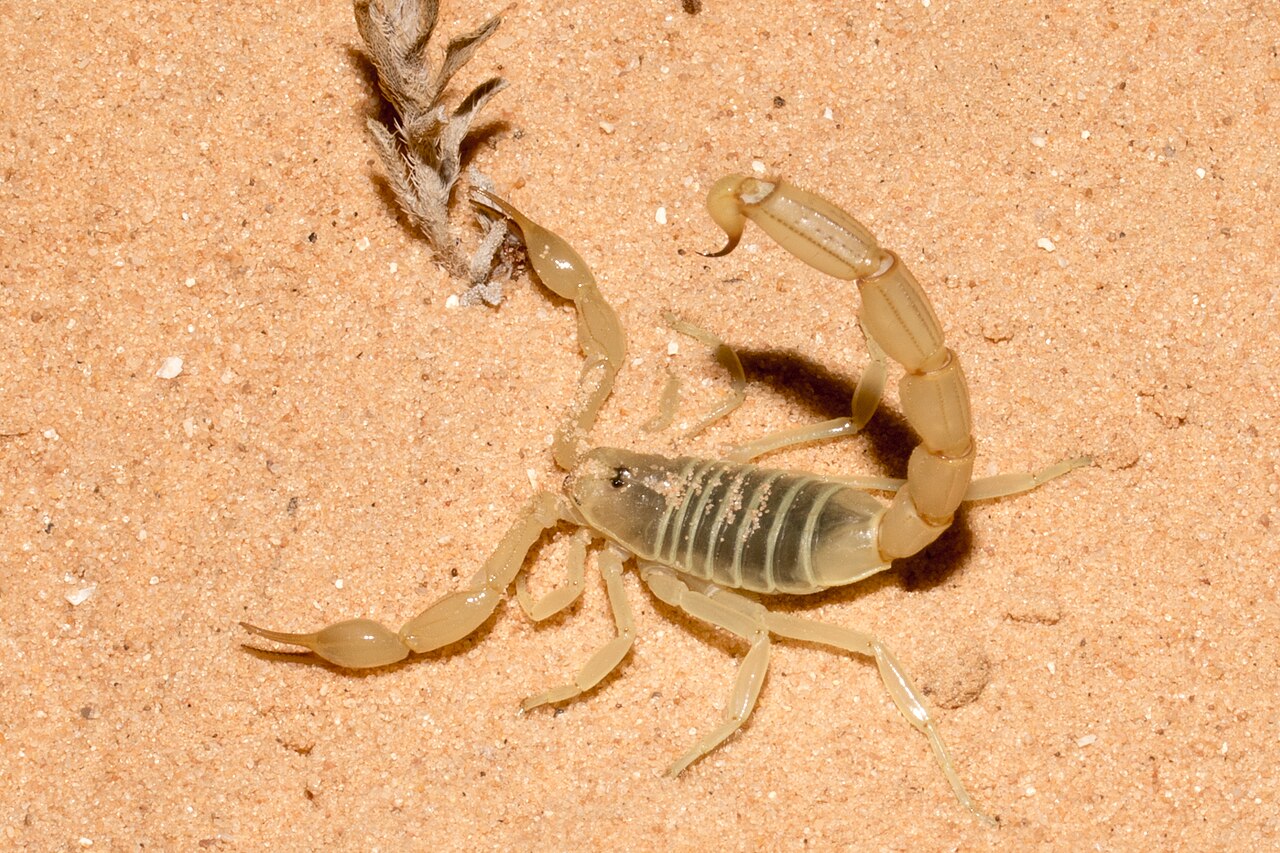 A yellow fat-tailed scorpion (Androctonus amoreuxi) on desert sand in the Negev