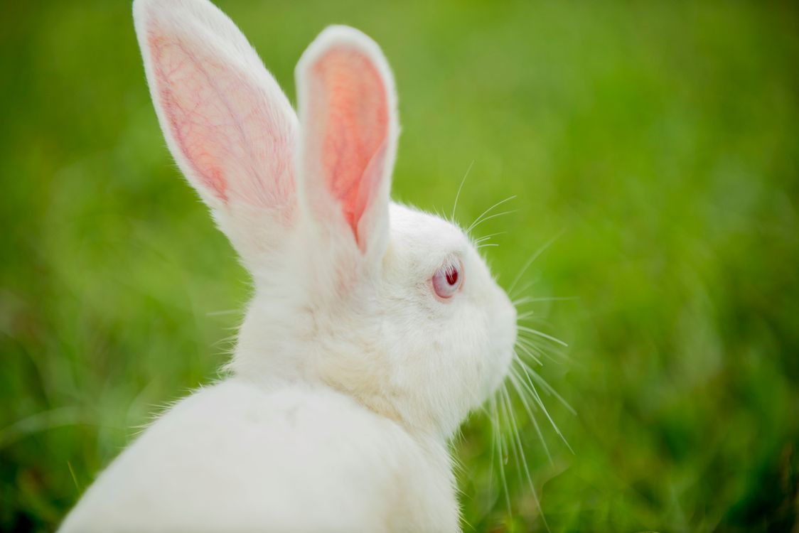 Close-up of a white rabbit in green grass